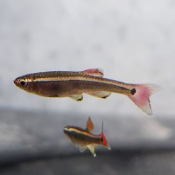 White Cloud Mountain Minnows - Silver