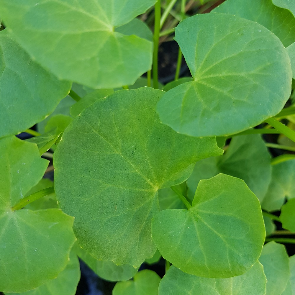 Centella / Gotu Kola