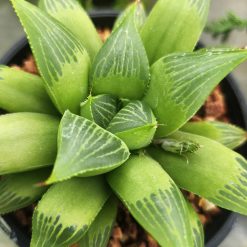 Howarthia retusa - Star Cactus