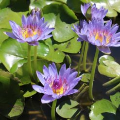 Waterlilies & Submerged Plants