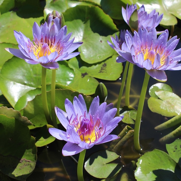 Waterlily Tropical