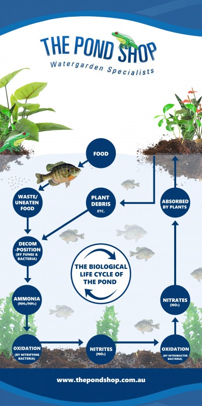 The Pond Shop Infographic