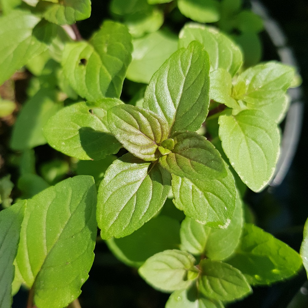 Water Mint