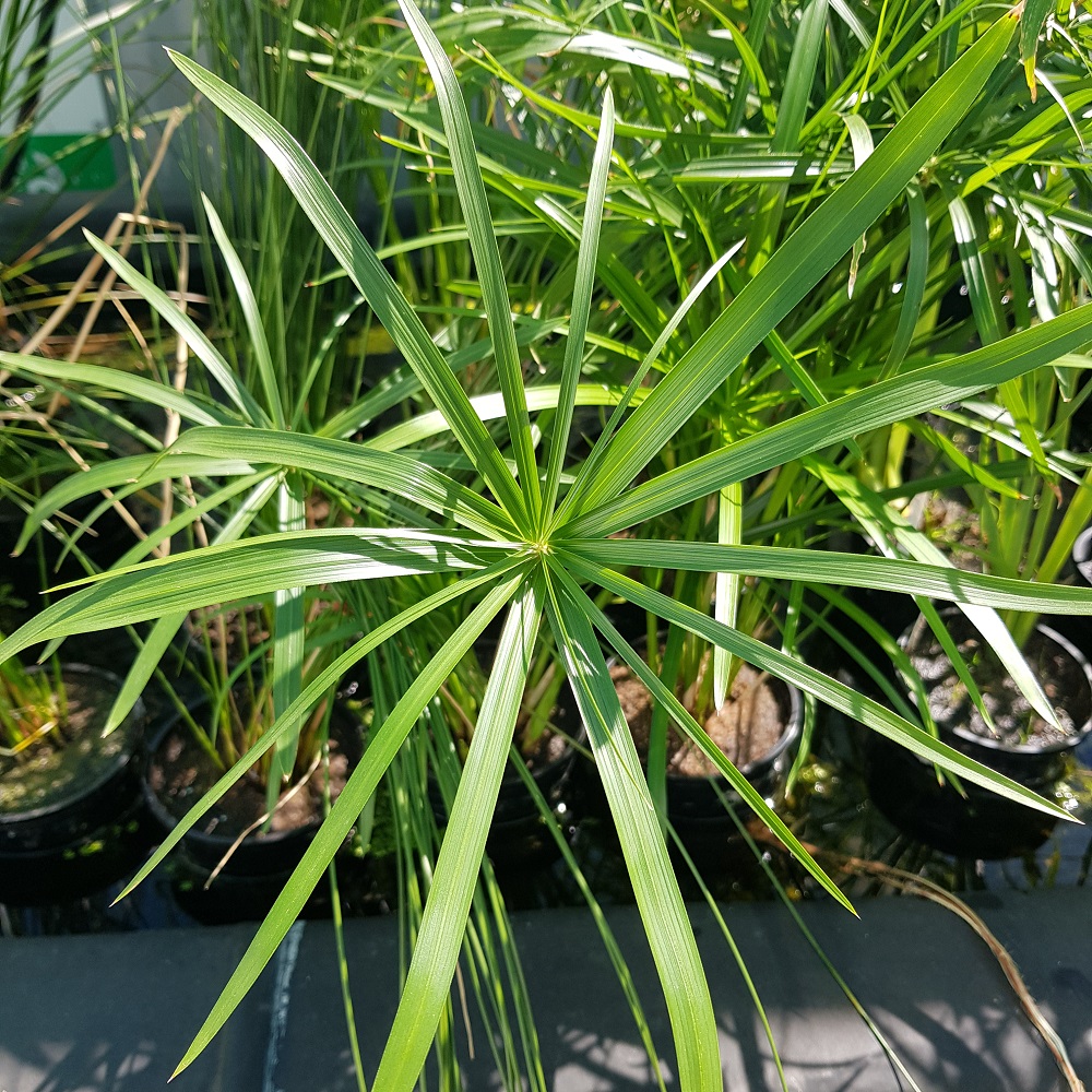 Umbrella Grass