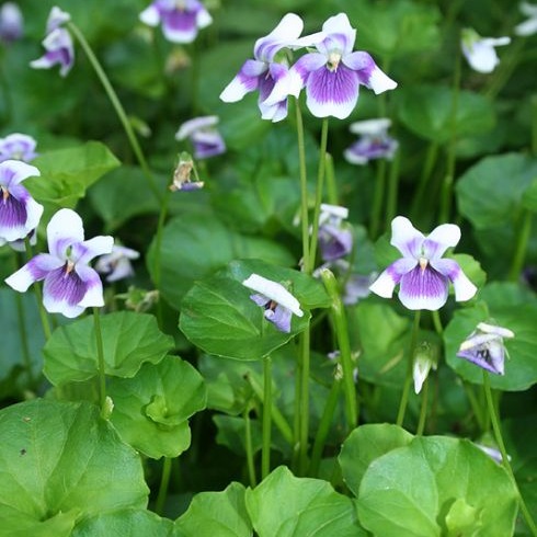 Native Wood Violet