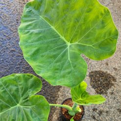 Green Taro - Elephant Ear