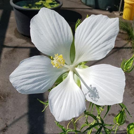 Swamp Hibiscus