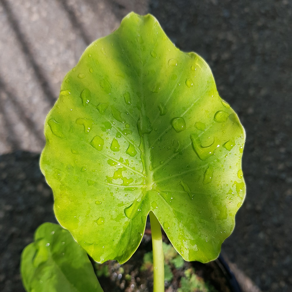 Green Taro – Elephant Ear