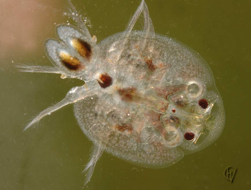 Fish Disease Parasites The Pond Shop