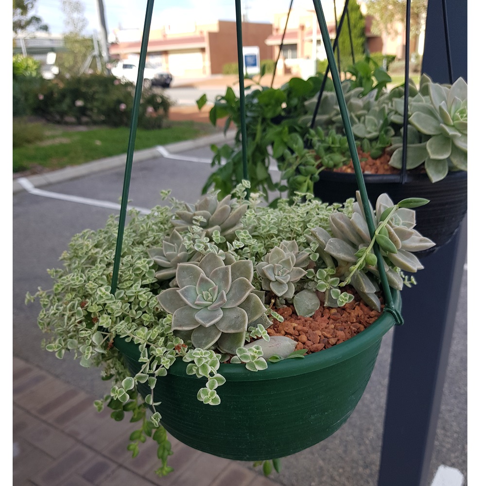 Hanging Basket Succulent