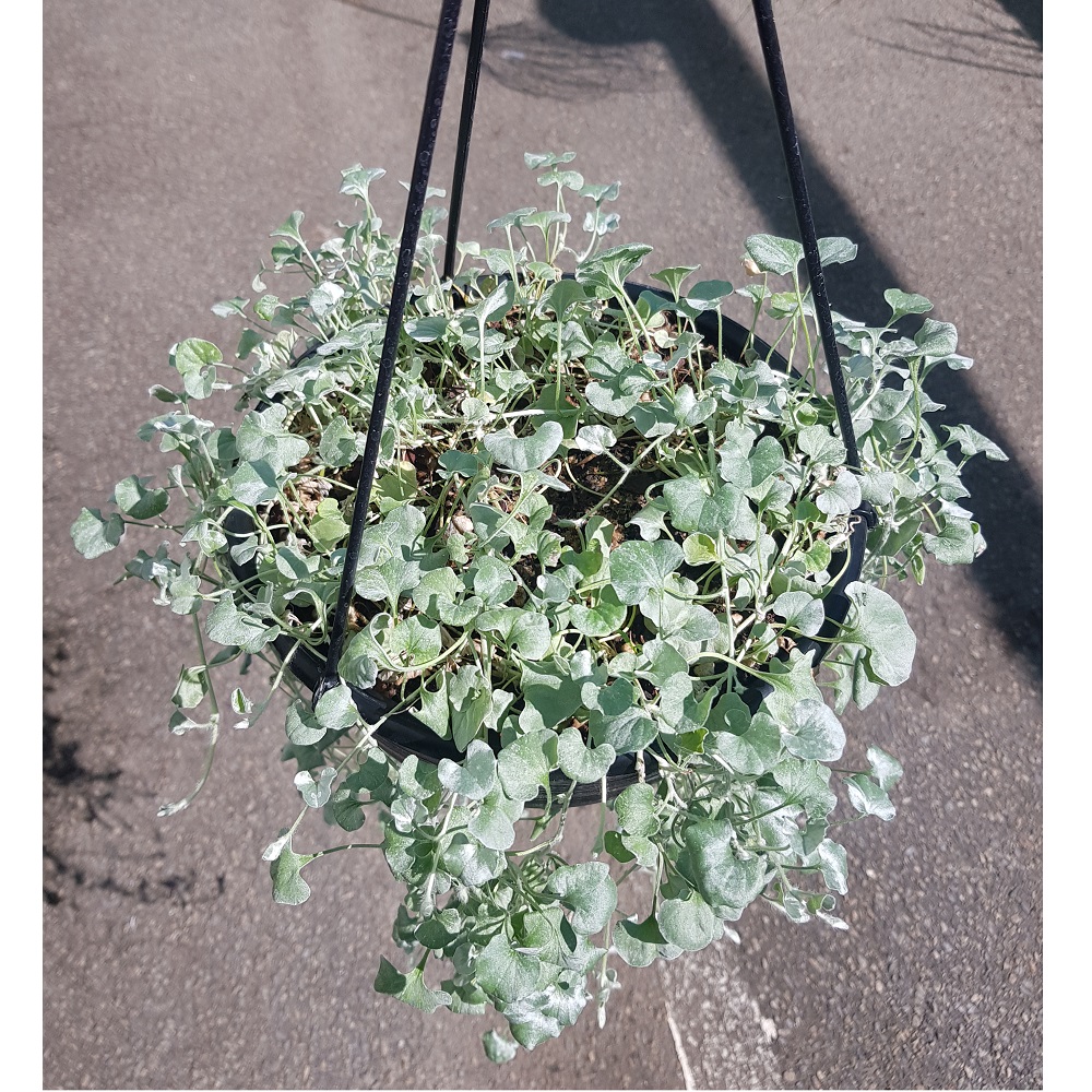 Hanging Basket Indoor/Outdoor Plants