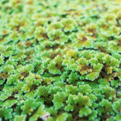 Azolla