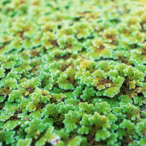 Azolla