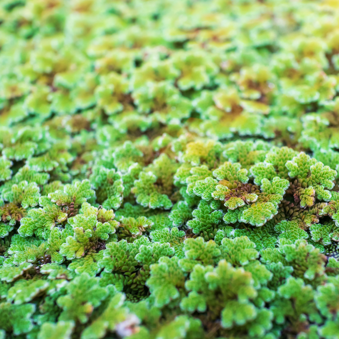 Azolla