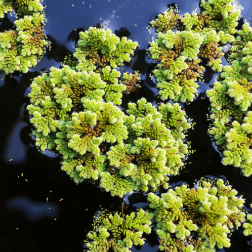 Azolla