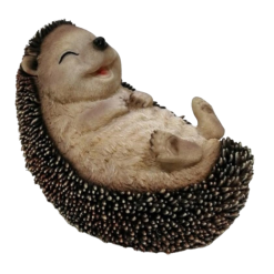 Hedgehog Lying on Back