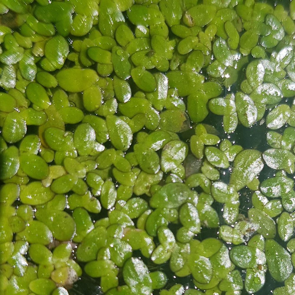 Duckweed