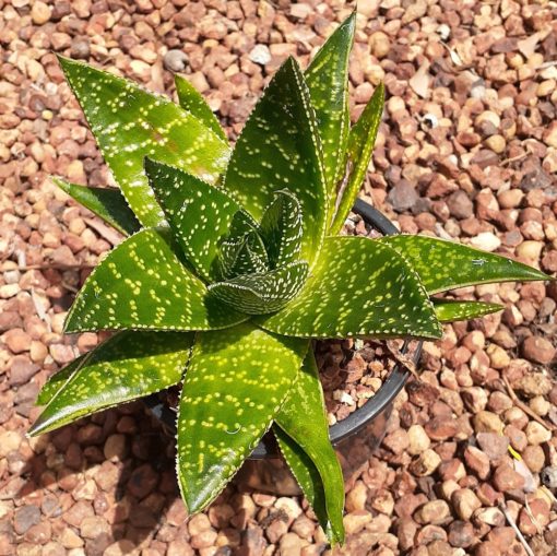 Aloe Golly