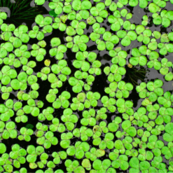 Duckweed