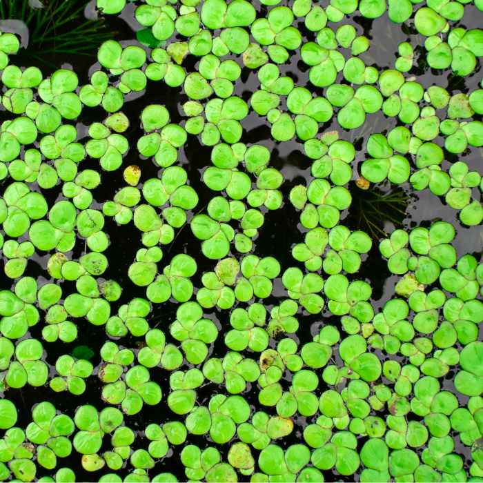 Duckweed