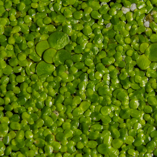 Duckweed