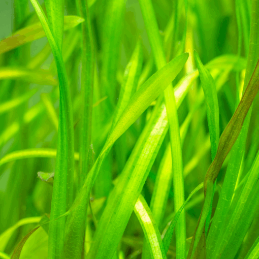 Vallisneria - Ribbon Grass - 14cm Pot