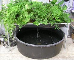 Aquaponics