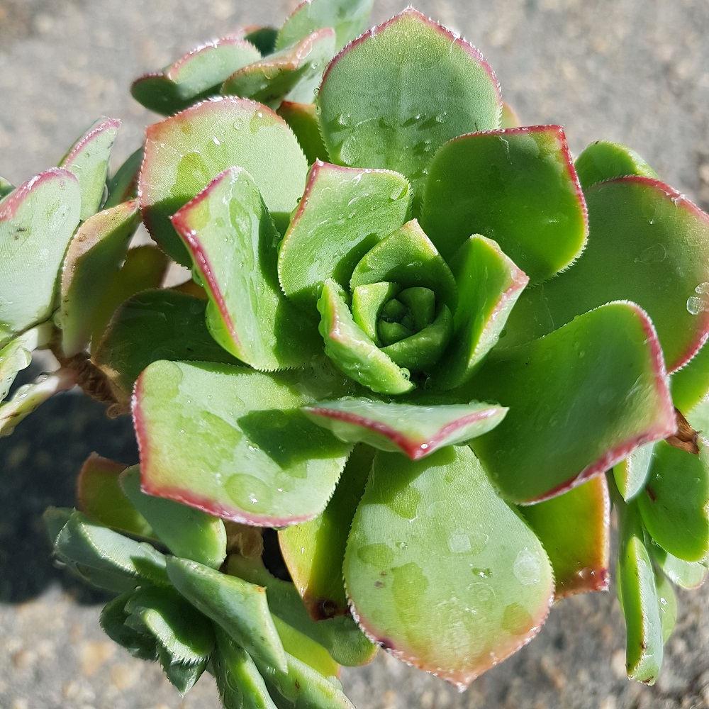 Aeonium sp.