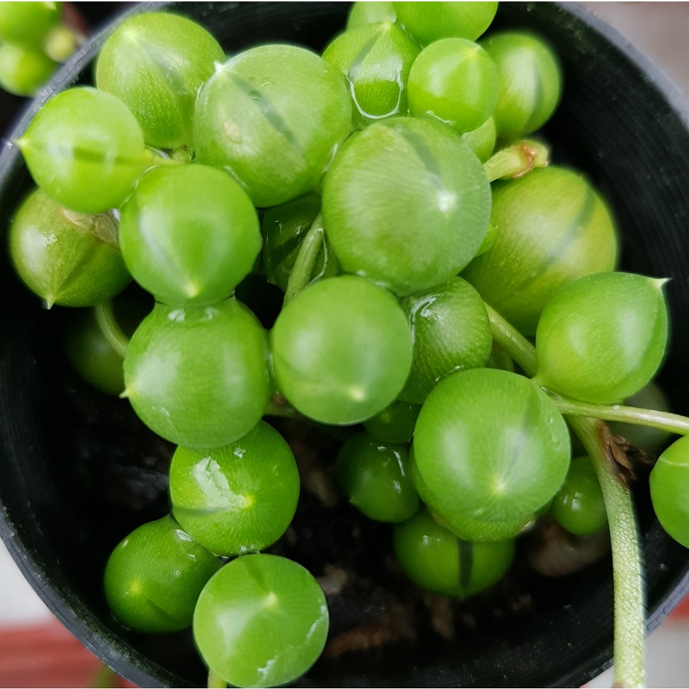 String of Pearls