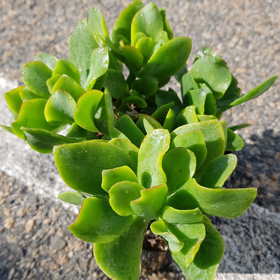 Crassula ovata