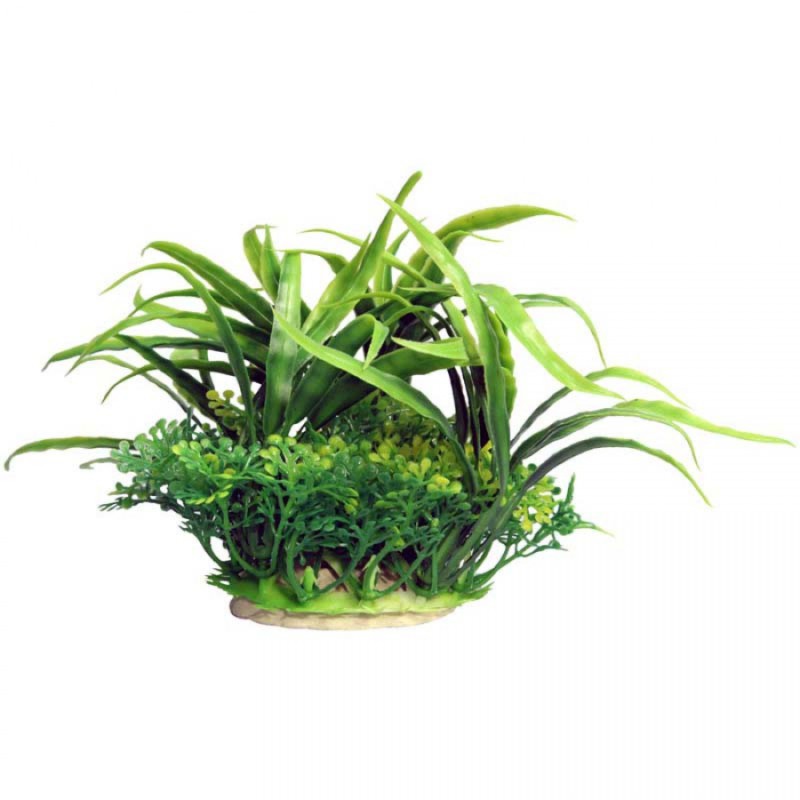 Small Crinum Green – Ecoscape