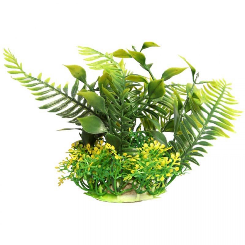 Small Green Fern – Ecoscape