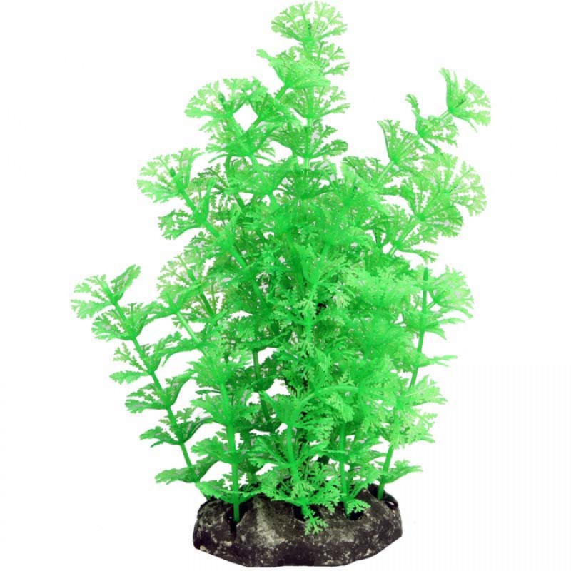 Medium Ambulia Green – Ecoscape