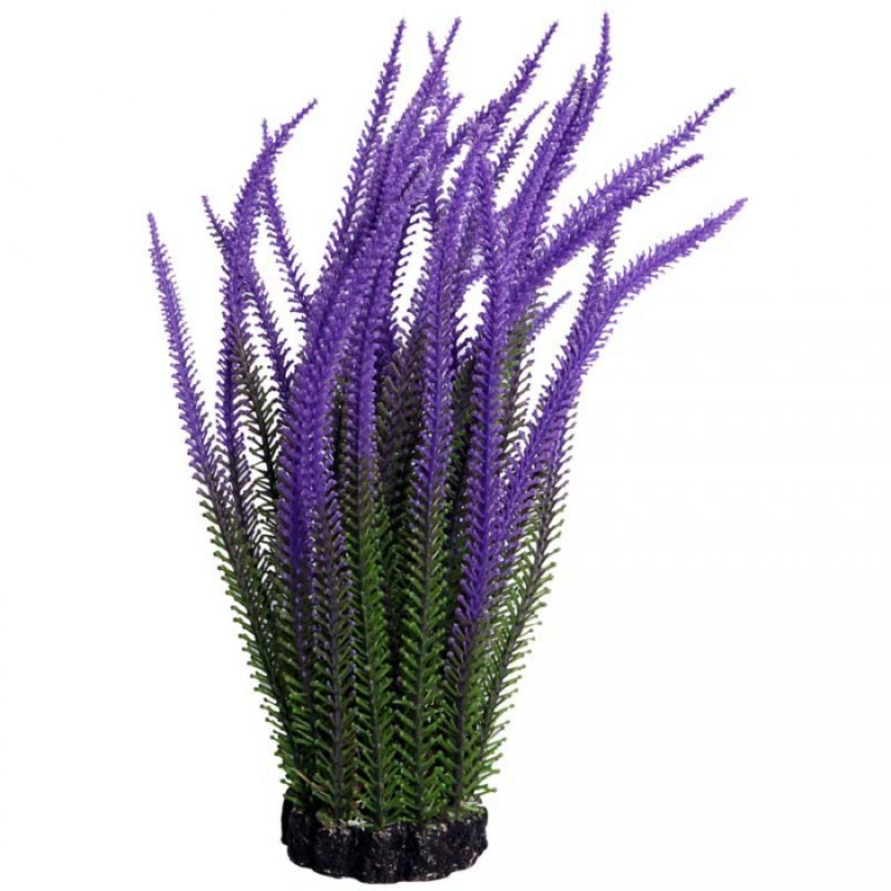 Medium Lavender – Ecoscape