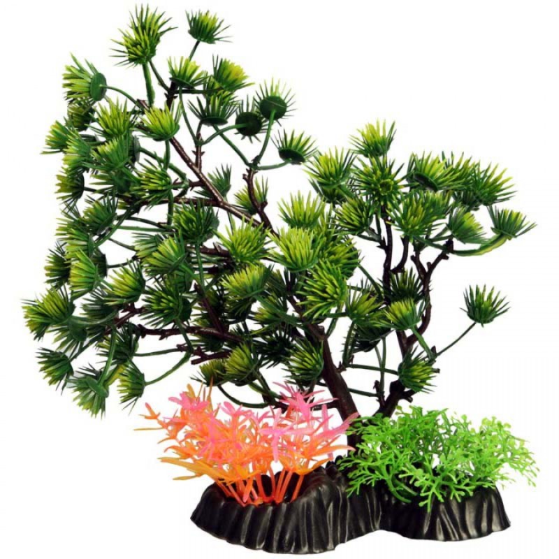 Medium Umbrella Pine Green – Ecoscape