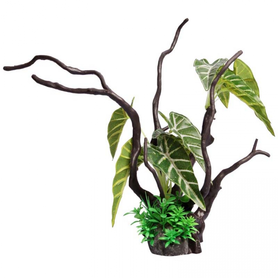 Philodendron Driftwood