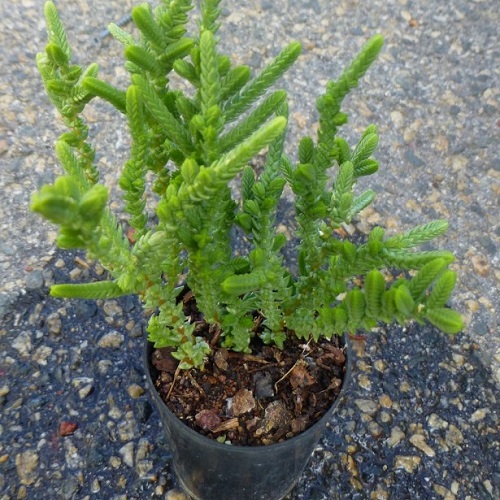 Crassula muscosa