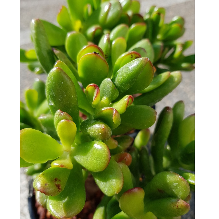 Crassula ovata “Hobbit”