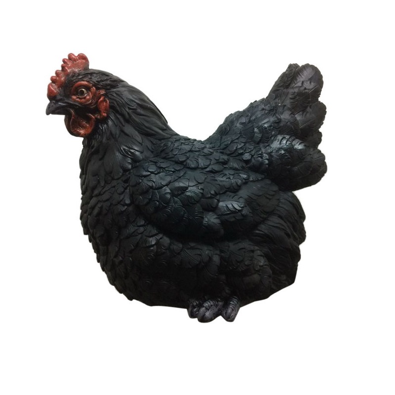 Black Sitting Chicken