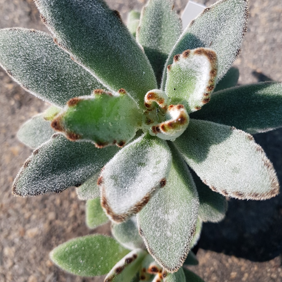 Kalanchoe tomentosa “Quicksilver”