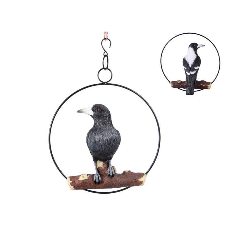Magpie in Ring