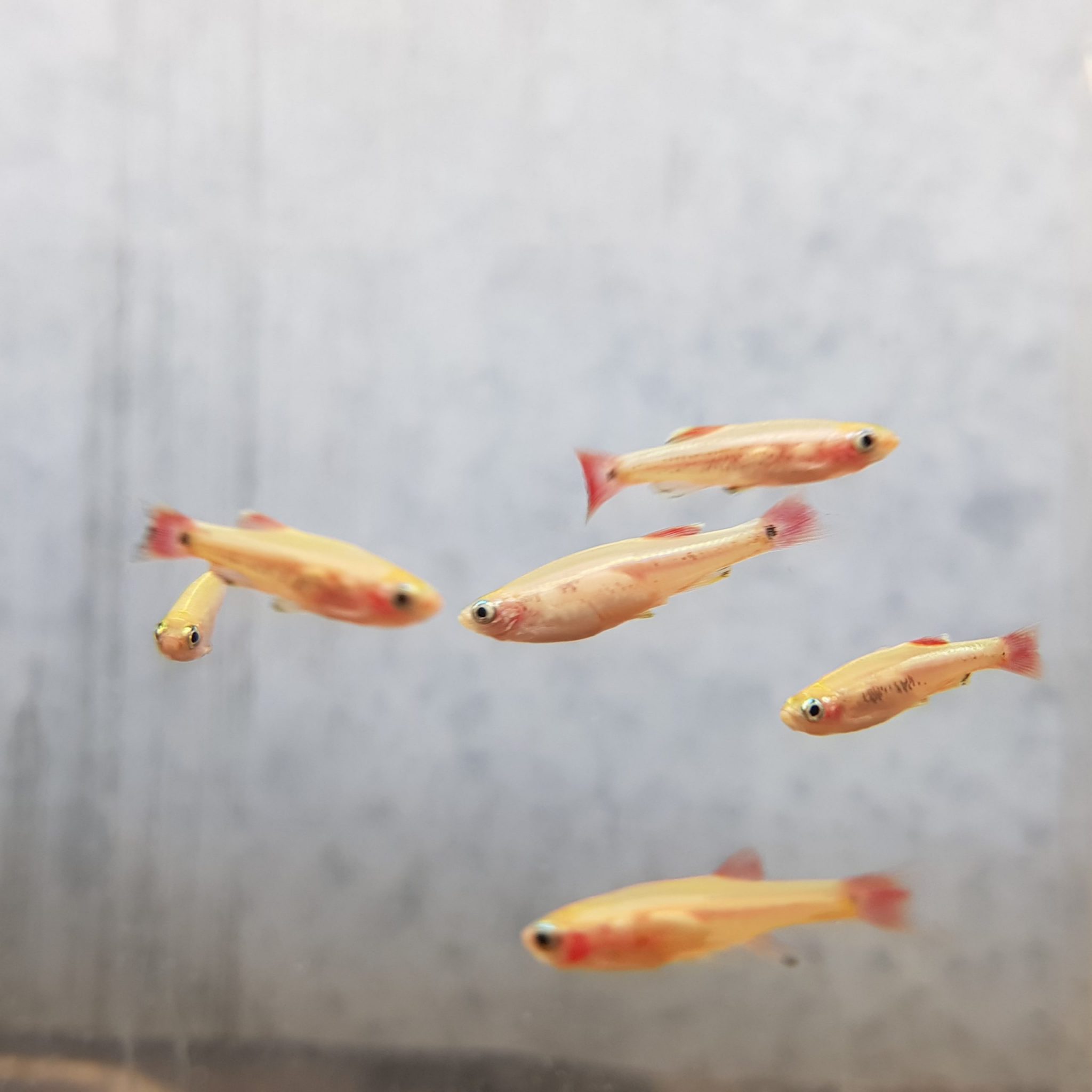 White Cloud Mountain Minnows – Golden