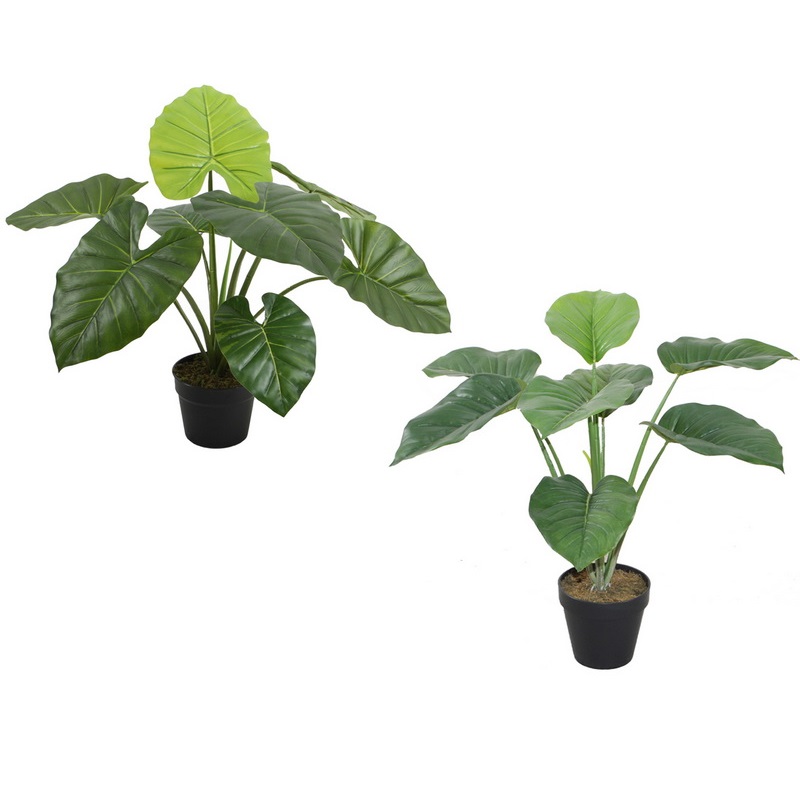 Pothos Taro Plant In Pot The Pond Shop