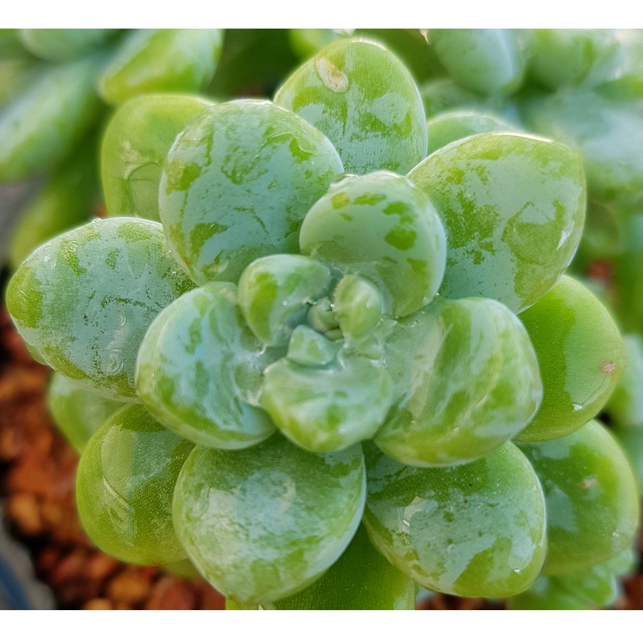 Sedum clavatum