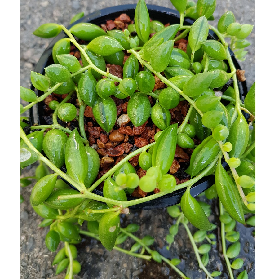 Senecio herreanus