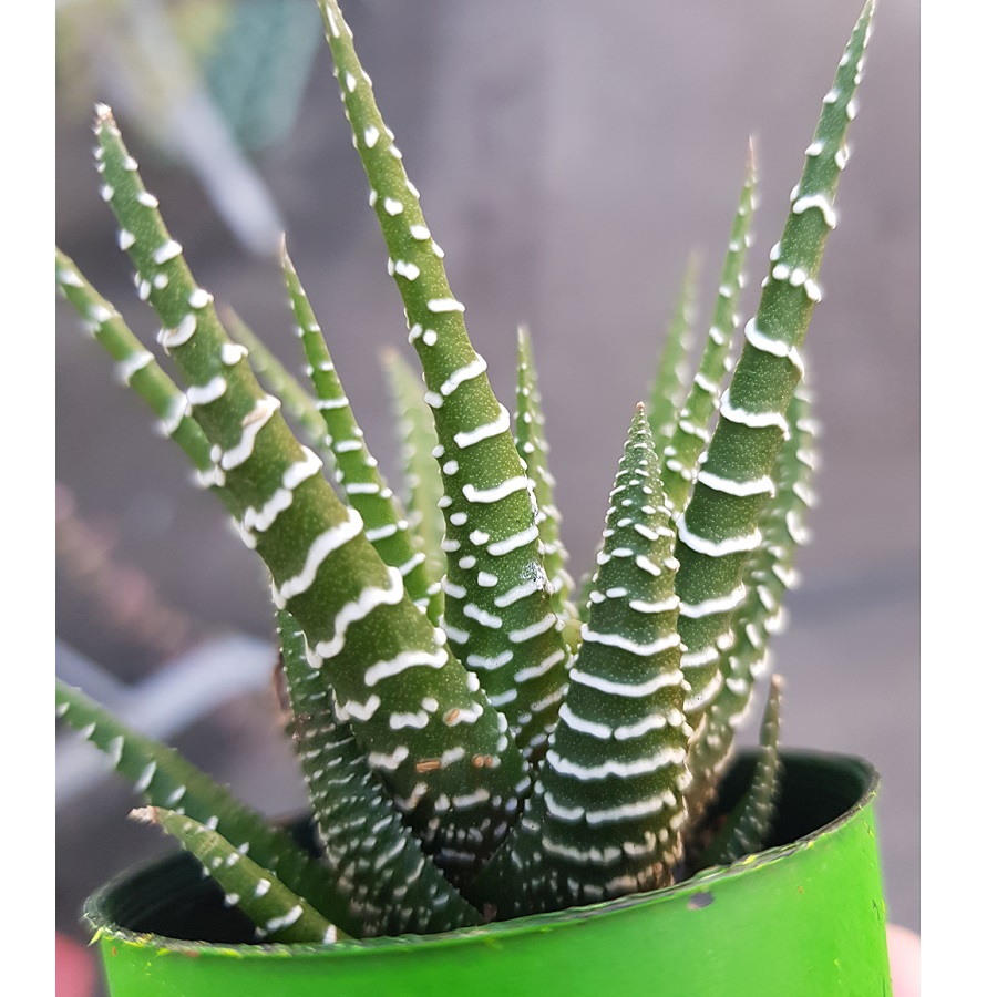 Haworthia fasciata