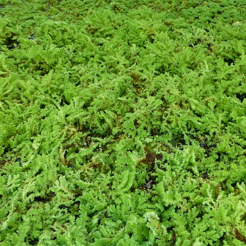 Azolla