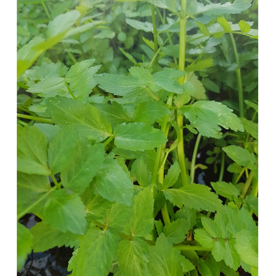 Yugoslavian Watercress