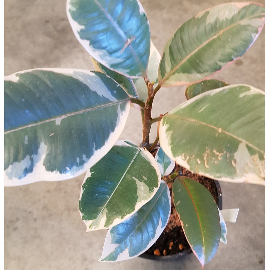 Rubber Plant – Variegated