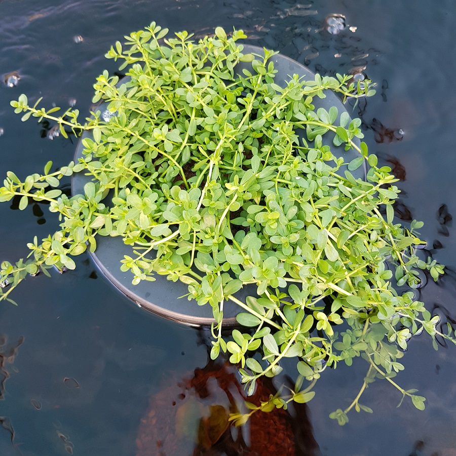 Medium Floating Plant